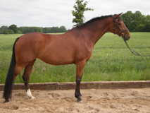 Zuchtstute Tigra
